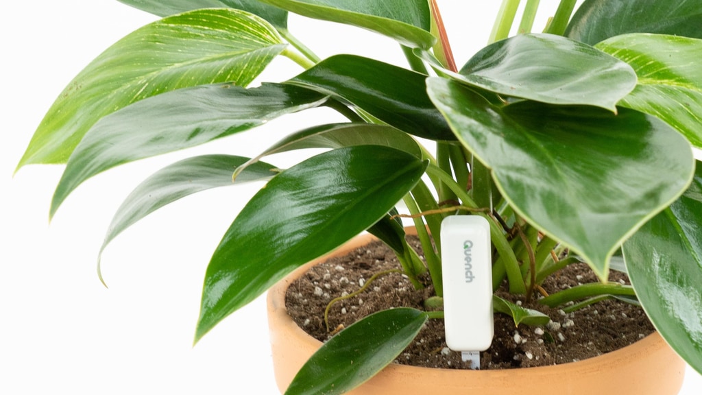 Quench - A unique voice for your plant