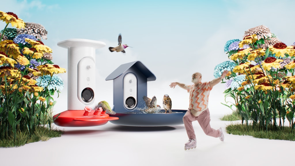 Bird Buddy: The Summer of Birds