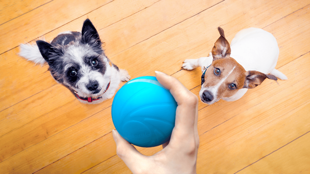 Wicked Ball - Your Pet's First Automatic Companion