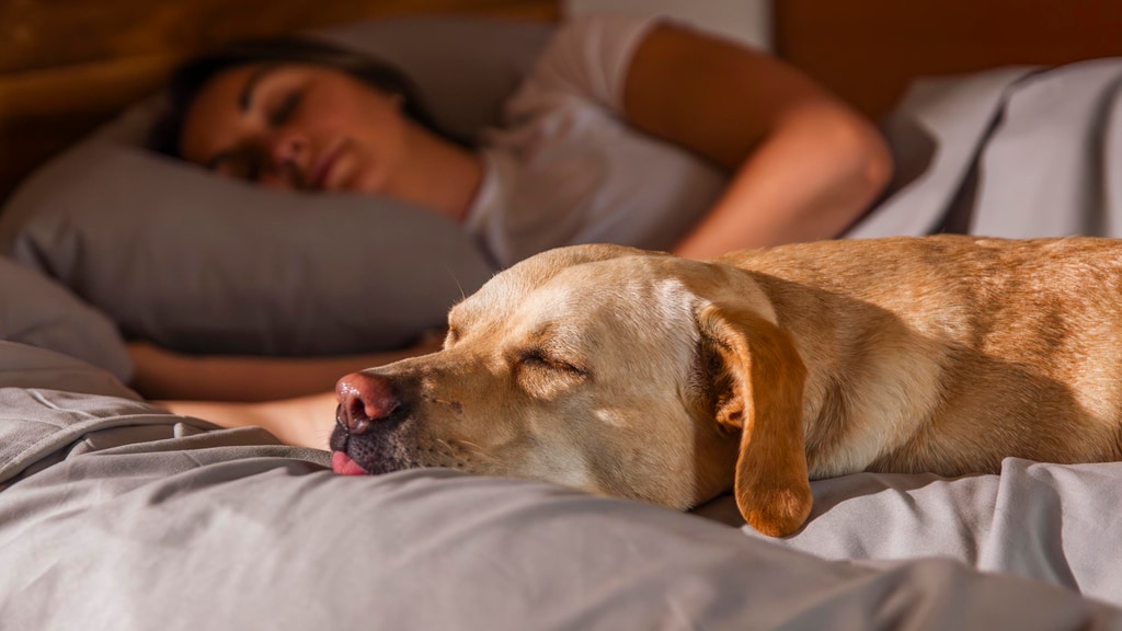 FurFree Sheets: Bed Sheets made for Pet Parents