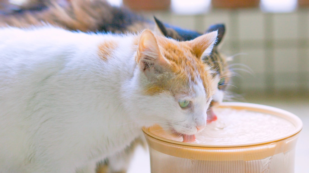 Niagara Pet Water Fountain – Drink More In A Simple Way!