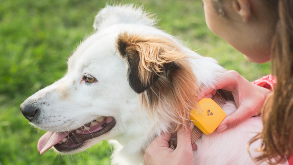 Findster Duo - The 1st GPS Pet Tracker Free of Monthly Fees!